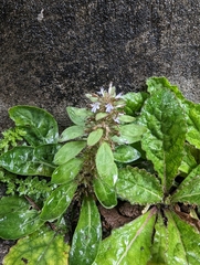 Ajuga taiwanensis