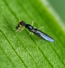 Hemerodromiinae