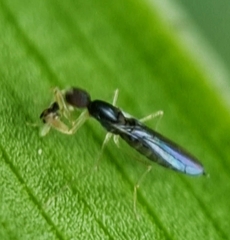 Hemerodromiinae