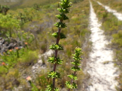 Erica placentiflora