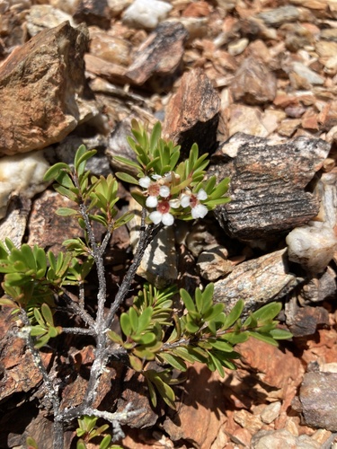 Tall Baeckea (Sannantha virgata)