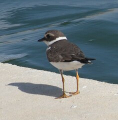 Charadrius hiaticula