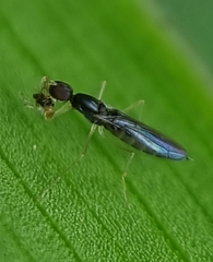 Hemerodromiinae