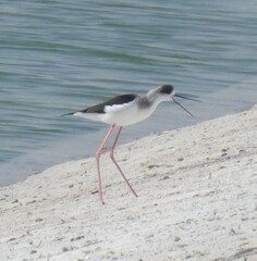 Himantopus himantopus