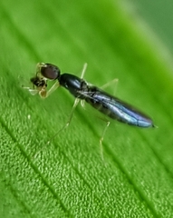 Hemerodromiinae