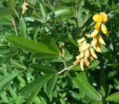 Eriosema psoraleoides