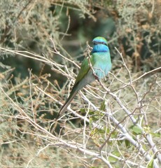 Merops cyanophrys
