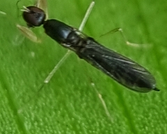 Hemerodromiinae