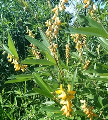 Eriosema psoraleoides