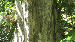 Sterculia apetala