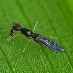Hemerodromiinae