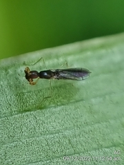 Hemerodromiinae