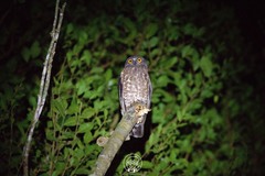 Ninox scutulata