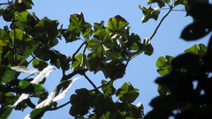 Sterculia apetala