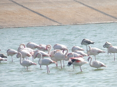 Phoenicopterus roseus