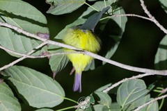 Culicicapa ceylonensis