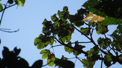 Sterculia apetala