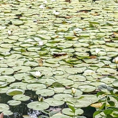 Nymphaea odorata
