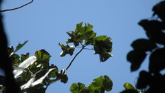Sterculia apetala