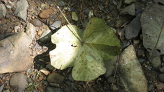 Sterculia apetala