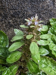 Ajuga taiwanensis