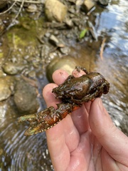 Euastacus yanga