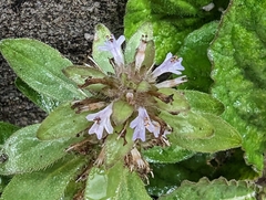 Ajuga taiwanensis