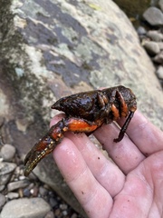 Euastacus yanga