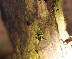 Macropathinae
