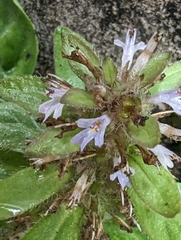 Ajuga taiwanensis