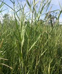 Phragmites mauritianus