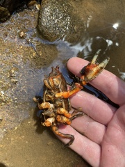 Euastacus yanga