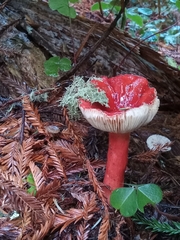 Russula rhodocephala