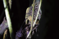 Cyrtodactylus phetchaburiensis