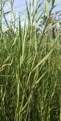 Phragmites mauritianus