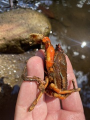 Euastacus yanga
