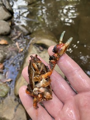 Euastacus yanga