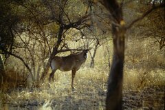 Hippotragus equinus koba