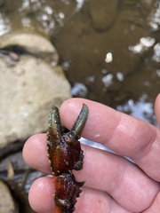 Euastacus yanga