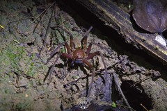 Heteropoda tetrica