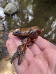 Euastacus yanga