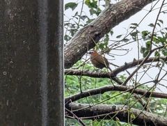 Pomatorhinus musicus