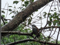 Pomatorhinus musicus