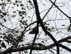 Pomatorhinus musicus