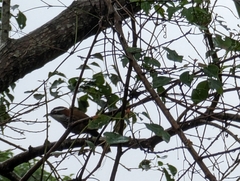 Pomatorhinus musicus