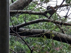 Pomatorhinus musicus