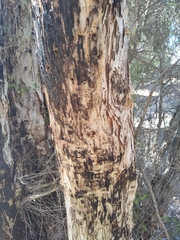 Melaleuca preissiana