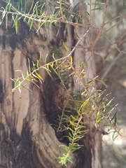 Melaleuca preissiana