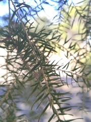 Melaleuca preissiana