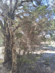 Melaleuca preissiana